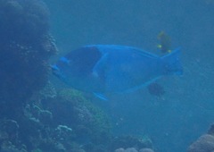 Anampses caeruleopunctatus