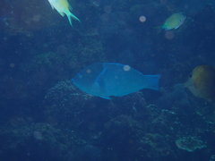 Anampses caeruleopunctatus