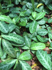 Breynia spatulifolia