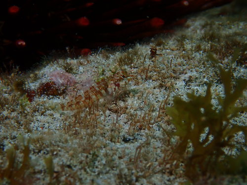 Enneapterygius rufopileus