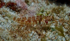 Enneapterygius rufopileus