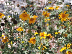 Sidneya pinnatilobata