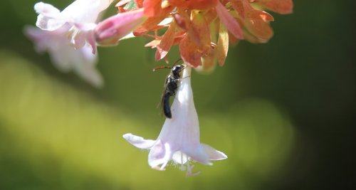 Corynura chloromelas