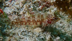 Enneapterygius rufopileus