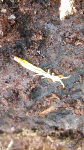 Japygidae