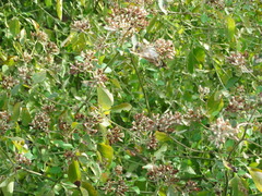 Salpianthus macrodontus