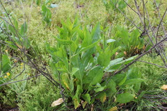 Magnoliopsida