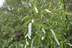 Salix laevigata