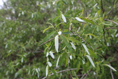 Salix laevigata