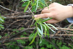 Salix laevigata