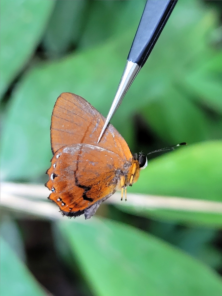 Euselasia euboea