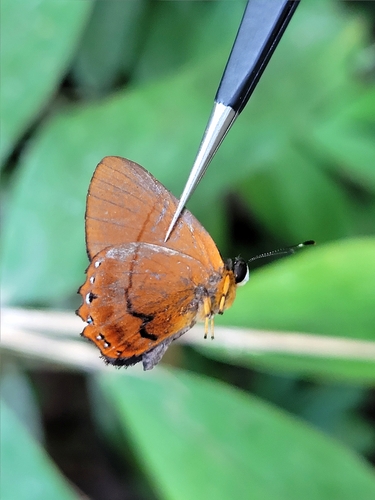 Euselasia euboea