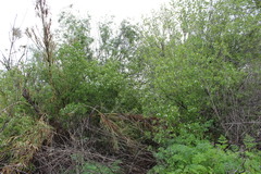 Salix laevigata