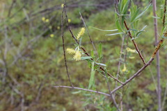 Salix exigua
