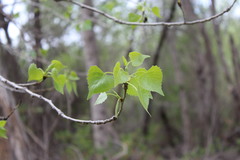 Populus fremontii