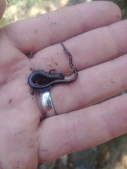 Eurycea quadridigitata