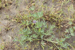 Lupinus bicolor