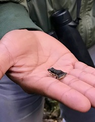 Pristimantis thectopternus