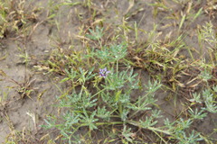 Lupinus bicolor