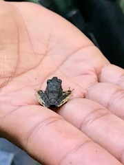 Pristimantis thectopternus