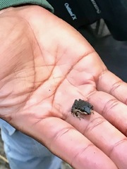 Pristimantis thectopternus