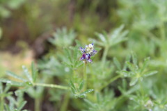 Lupinus bicolor