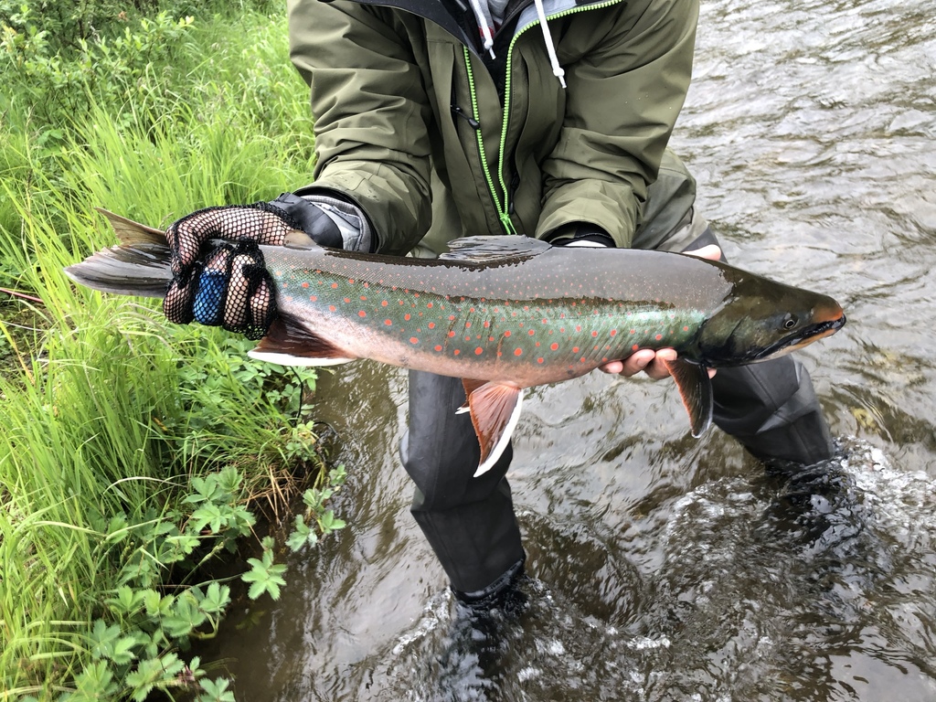 Becharof NWR Dispersed AK — King Salmon, Alaska dispersed campsite