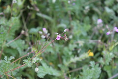 Erodium cicutarium