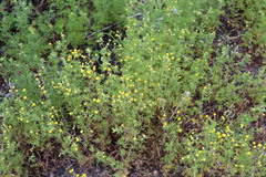 Oncosiphon pilulifer
