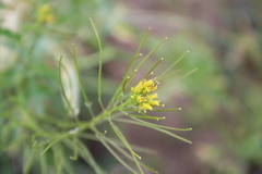 Sisymbrium irio