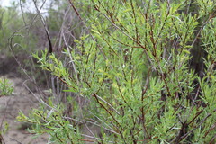Salix exigua