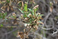 Baccharis salicifolia