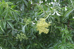 Sambucus cerulea
