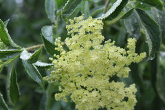 Sambucus cerulea