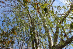 Diphysa occidentalis