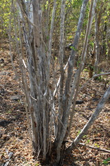 Diphysa occidentalis