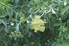 Sambucus cerulea