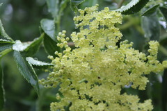 Sambucus cerulea
