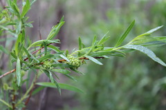 Salix exigua