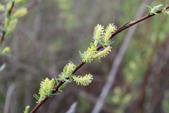 Salix exigua
