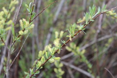 Salix exigua