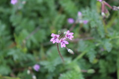 Erodium cicutarium