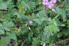 Erodium cicutarium