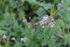 Erodium cicutarium