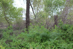 Conium maculatum