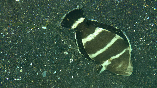 Indian halibut (Psettodes erumei) — Psettodidae