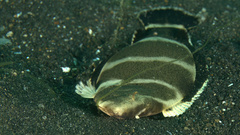 Indian Halibut photo 2