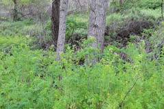 Conium maculatum