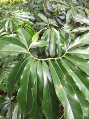 Thaumatophyllum spruceanum