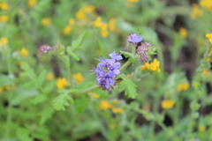 Phacelia distans